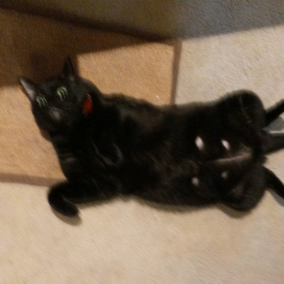 Cats, but nobody wants 'em!!!! - Picture 4 of 5